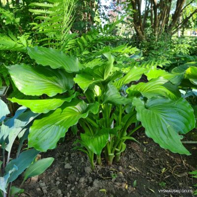 Hosta Irish Luck
