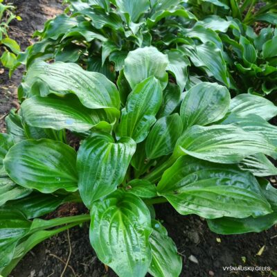 Hosta Lily Pad