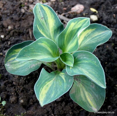 Hosta 'One Iota Supreme'