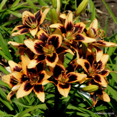 Lilium 'Mieloji'