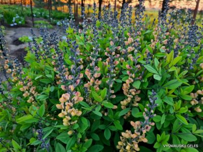 Baptisia 'Keistuolė'