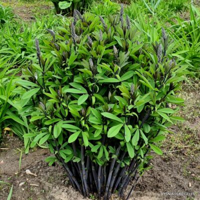 Baptisia 'Keistuolė' (2)