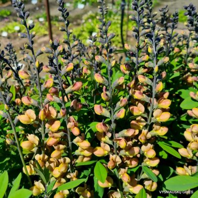 Baptisia 'Keistuolė'