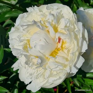 Bijūnas 'Marie Lemoine'