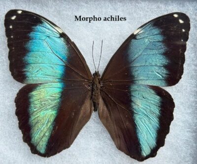 Butterfly Morpho Achiles (2)