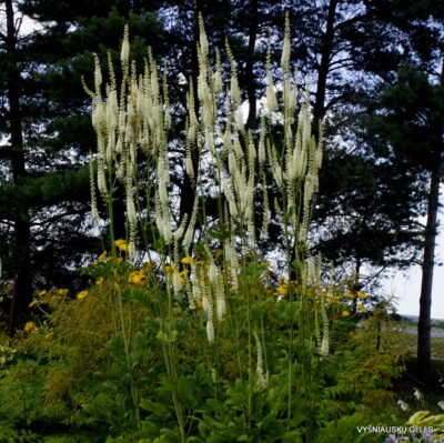 Cimicifuga simplex 'Sodo Pilis'