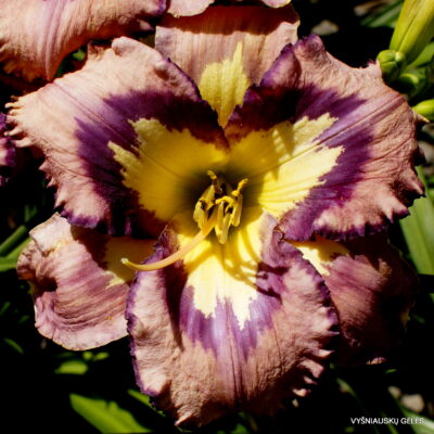 Daylily 'Magical Lighthouse'