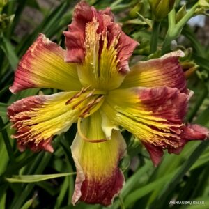 Daylily Venuscorner Red Bearded
