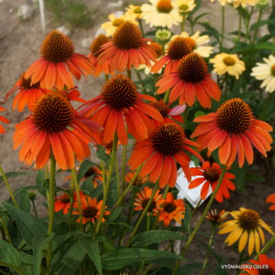 Echinacea 'Oranžinis Dangus' (2)