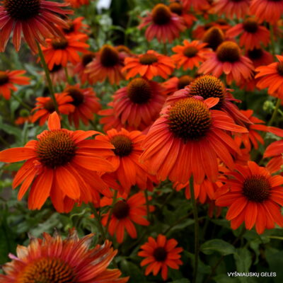 Echinacea 'Oranžinis Dangus'