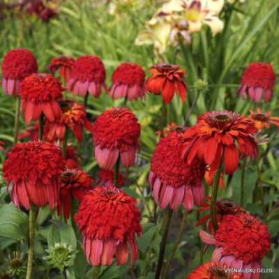 Echinacea 'Ugnies Siena' (2)