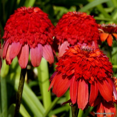 Echinacea 'Ugnies Siena' (4)