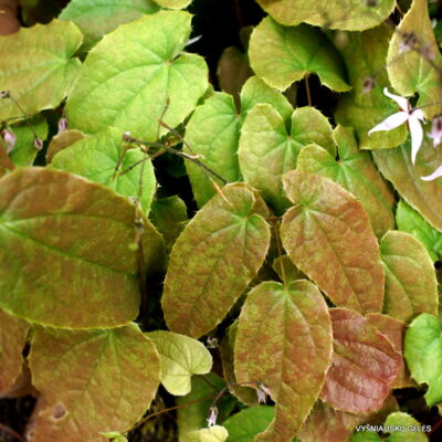 Epimedium 'Enchantress' (2)