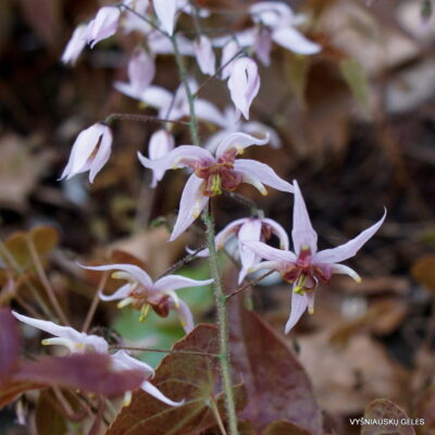 Epimedium 'Enchantress'