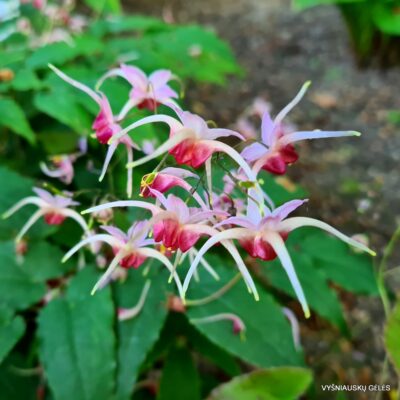 Epimedium 'Pink Champagne' (2)