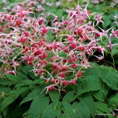 Epimedium 'Pink Champagne'