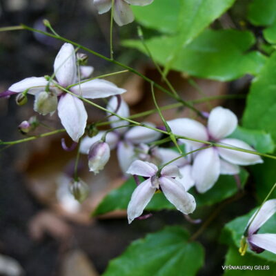 Epimedium acuminatum 'Night Mistress'