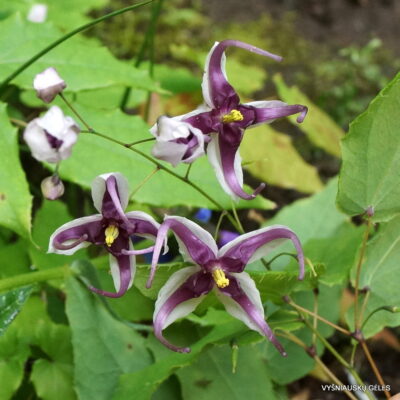 Epimedium acuminatum 'Night Mistress'