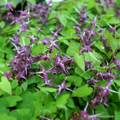 Epimedium grandiflorum 'Shiho' (2)