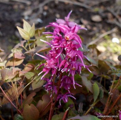 Epimedium grandiflorum ‘Rose Queen’ (2)