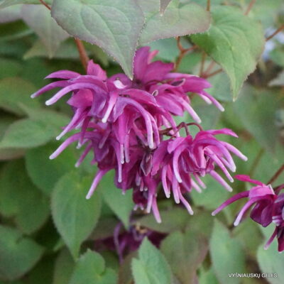 Epimedium grandiflorum ‘Rose Queen’