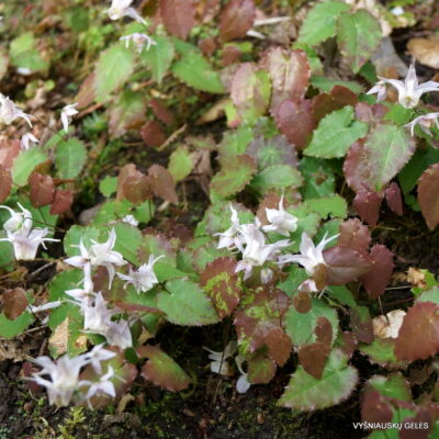 Epimedium pauciflorum (2)