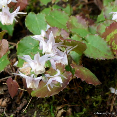 Epimedium pauciflorum