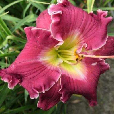 Everything You Desire