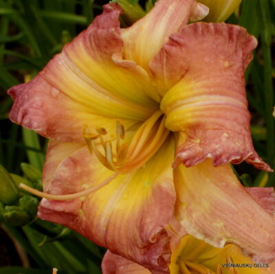 Fukushima Sashimi (2)