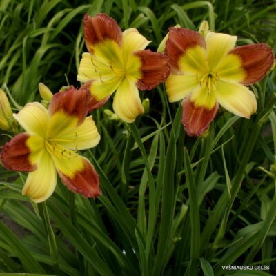 Garden Mirrors (2)