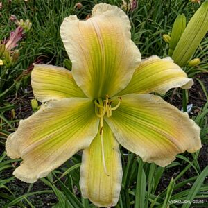 Golden-green Woodpecker (2)