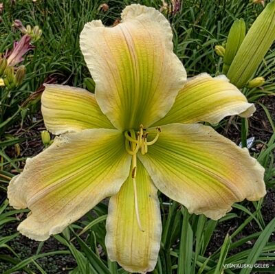 Golden-green Woodpecker (2)