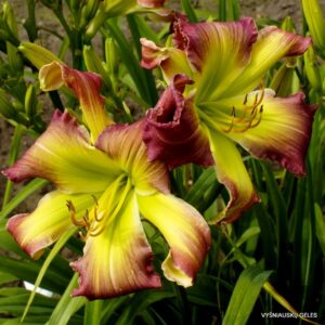 Happy Butterflies (2)