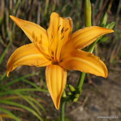Hemerocallis fulva var. sempervirens