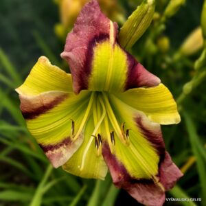 Igor F. Palacios, M.D