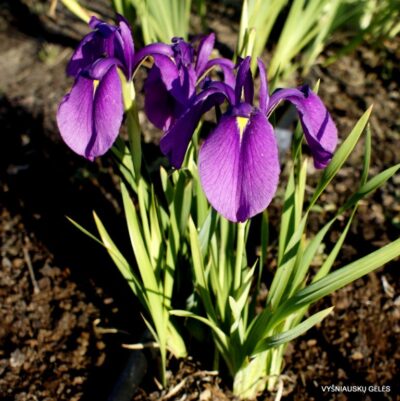 Iris ensata (dwarf form)