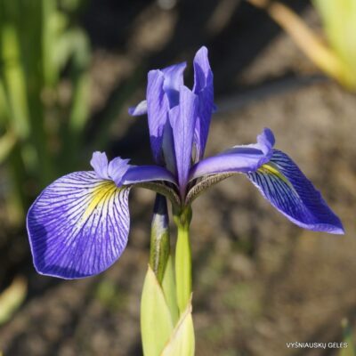 Iris × robusta ‘Nutfield Blue’ (2)