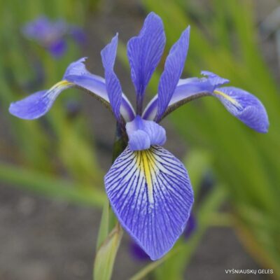 Iris × robusta ‘Nutfield Blue’
