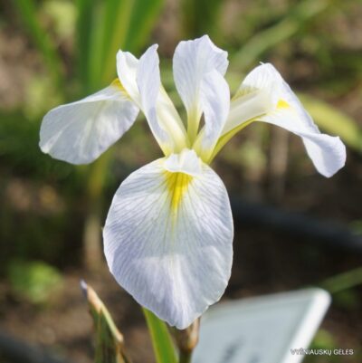 Iris × versata ‘White Bleach’ (2)