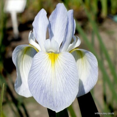 Iris × versata ‘White Bleach’