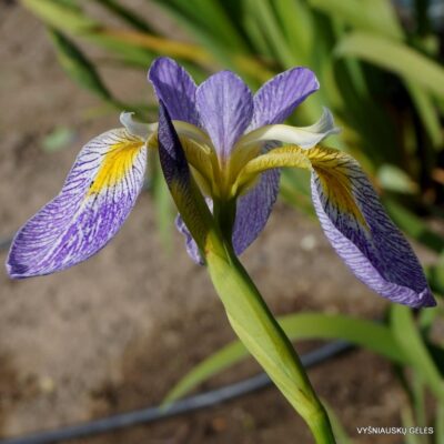 Iris × versilaev ‘Poranek Eweliny’ (2)