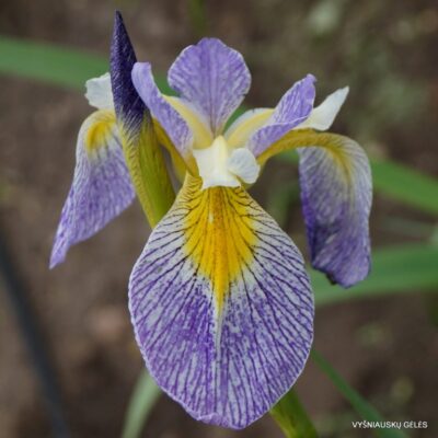 Iris × versilaev ‘Poranek Eweliny’