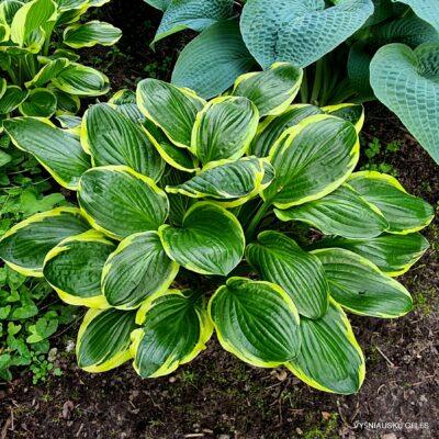 Lakeside Slick Chick