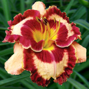 Let’s Dance Tonight