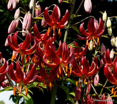 Lilium martagon 'Theodor Haber' (2)