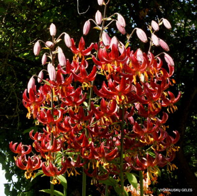 Lilium martagon 'Theodor Haber'