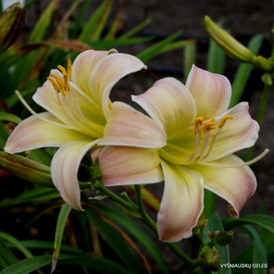 Little Mucha Minto (2)