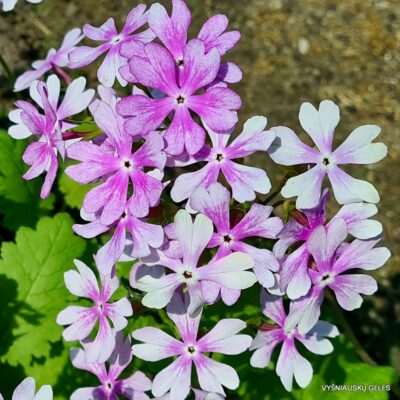 Primula sieboldii 'Nure Tsubame'