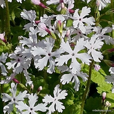 Primula sieboldii 'Shiro-Tonbo' (2)