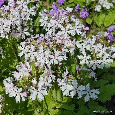 Primula sieboldii 'Shiro-Tonbo'